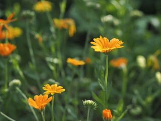 A field of orange calendula flowers. The flowers are in full bloom and the sun is shining brightly on them.