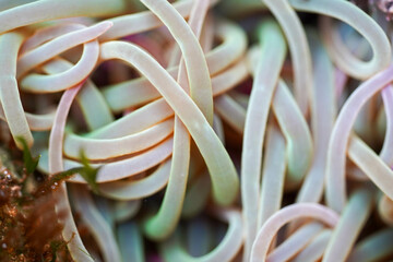 A close-up view shows intertwined, worm-like organisms with pale, smooth bodies