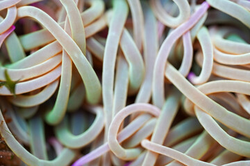Soft, pale tentacles of a sea anemone curl and twist into intricate shapes