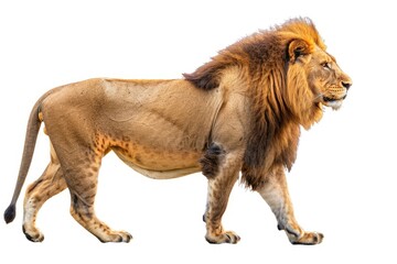 Obraz premium A majestic lion walking, in a side view isolated on a white background with a clipping path. A full body portrait of a big male African Lion standing and looking away.