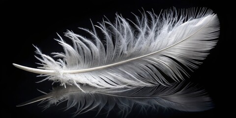 Fototapeta premium A solitary white feather, delicate and airy, rests against a stark black backdrop, its reflection mirroring the intricate details of its structure.