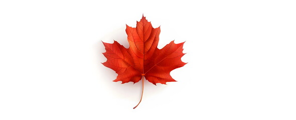 Red maple leaf isolated on white background