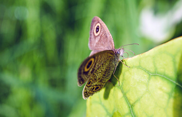 Obraz premium Close-up of owl butterfly on a leaf in the natural light on a beautiful morning