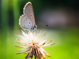Close-up of butterfly on a flower in the natural light on a beautiful morning. macro butterfly