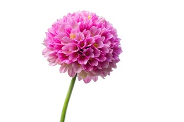 Fototapeta premium Wide-angle close-up of a pink sea thrift Armeria maritima flower isolated on white background