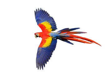 Fototapeta premium Colorful flying Scarlet Macaw parrot isolated on transparent background png file
