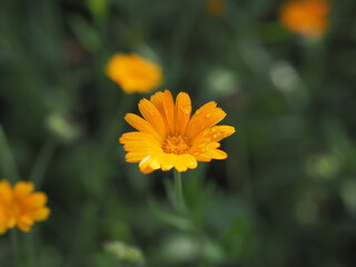A field of orange calendula flowers with water drops. The flowers are in full bloom and the sun is shining brightly on them.
