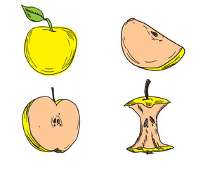 apple vector illustration. Hand drawn tropical fruit illustration.	