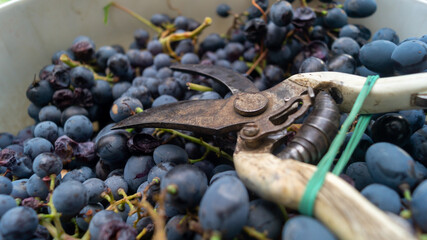 An old secateur lies on top of a large black grape. Harvesting large black grapes