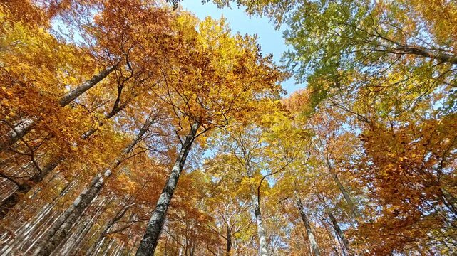 Autumn Forest, Trees Yellow Leaves and Blue Sky. Nature, Fall Landscape. Look up, Falling Leaf in october season