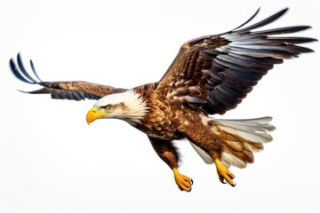 Obraz premium Animal eagle bird beak.