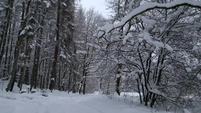 Smooth FPV flight through a cold winter forest