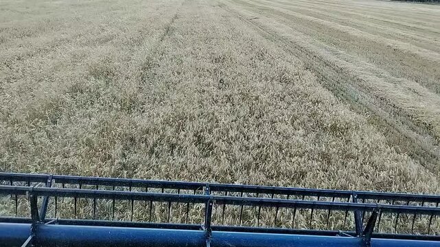 Cab view of swathing wheat into windrows for harvest