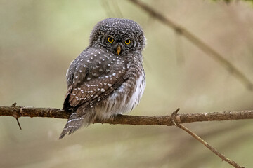 Pygmy owl on tree