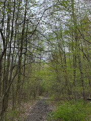 Obraz premium Forest