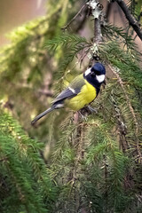 A titmouse sits on a spruce branch. Photo