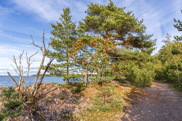 Trees grow in the forest on the seashore, near the path. Photo