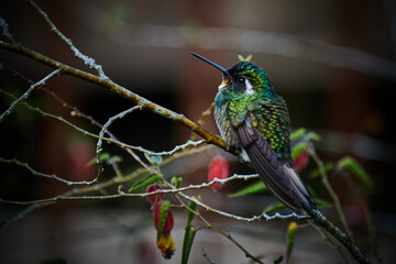 Fototapeta premium Kolibri in Costa Rica