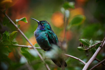 Kolibri in Costa Rica