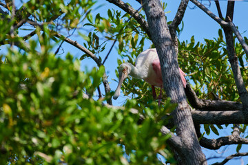 Bird on a Tree in Costa Rica