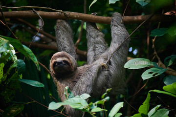 Fototapeta premium Sloth in Costa Rica