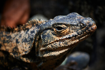 Lizard in Costa Rica