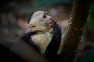 Capuchin Monkey in Costa Rica