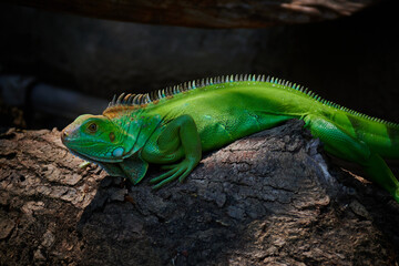 Green Lizard in Costa Rica