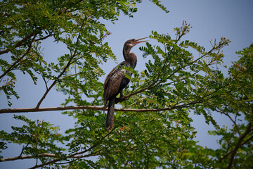 Bird on a Tree in Costa Rica