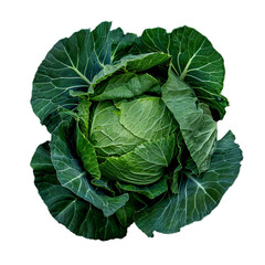 Obraz premium Fresh green cabbage with intact outer leaves is lying on a white background