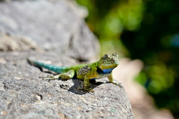 Lizard in Costa Rica