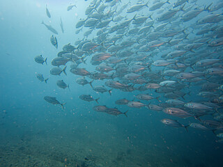 Fototapeta premium A large school of Big Eye Trevally, Jackfish, or Caranx sexfasciatus, outside Puerto Galera, Philippines