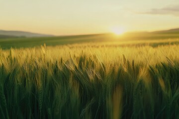 Obraz premium Serene Sunset Over Lush Green Fields