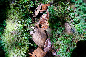 Urwald Costa Rica