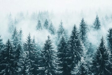 Obraz premium A misty forest landscape with tall trees nature snow fog.
