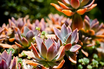 Orostachys Japonica in Costa Rica