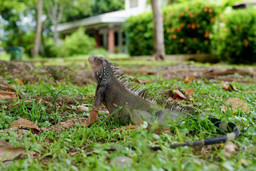 Lizard in Costa Rica