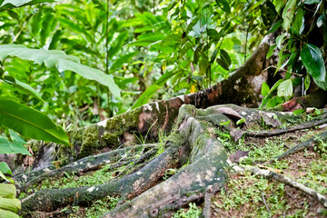 Urwald Costa Rica