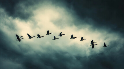 Fototapeta premium A group of geese flying in a synchronized formation across a stormy sky, capturing the resilience of migratory birds in facing challenging weather conditions.
