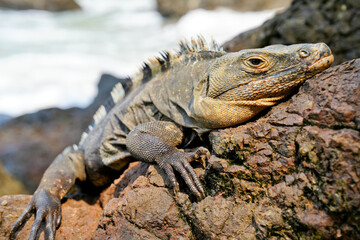 Lizard in Costa Rica
