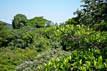 Urwald Costa Rica