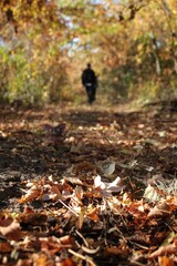 A Solitary Figure, Lost in the Autumnal Tapestry: A Path Carpeted with Golden Leaves, Leading Through a Vibrant Canopy of Crimson, Orange, and Yellow Foliage, Under the Warm Glow of the Autumn Sun