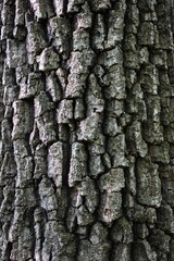 Intricate Textured Bark of a Black Tupelo Tree