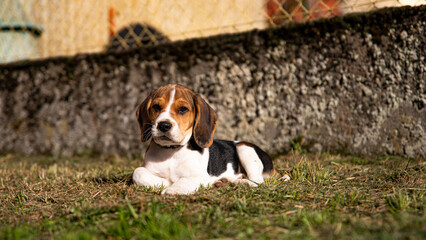 Beagle de 3 mois