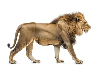 Side view of a male lion walking and looking to the side in a full body shot, isolated on a white background in the style of photo realistic artwork.