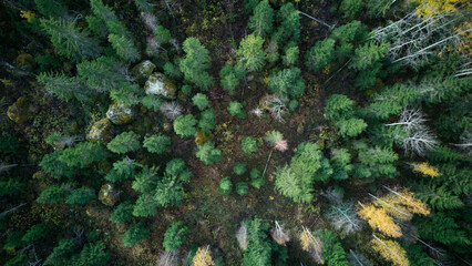Aerial view from above a forest in autumn, showcasing a vibrant mix of green and yellow trees. The patchwork of colors creates a striking natural mosaic, with shadows stretching across the landsc