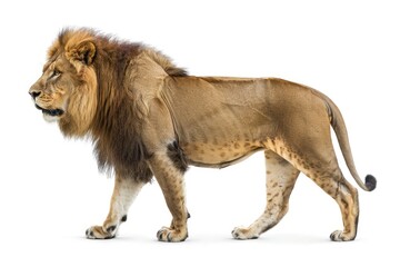 Side view of a male lion walking and looking to the side in a full body shot, isolated on a white background in the style of photo realistic artwork.