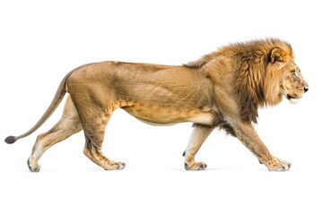 Side view of a male lion walking and looking to the side in a full body shot, isolated on a white background in the style of photo realistic artwork.