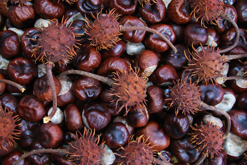 brown chestnut fruits and prickly dried chestnuts spread on the surface