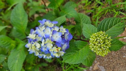 Beautifully blooming and desirable hydrangeas